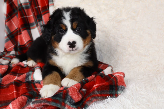 bernese mountain dog puppy