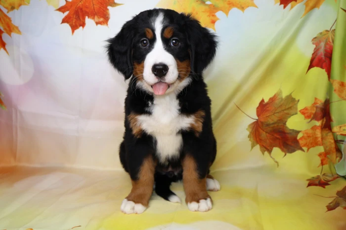 bernese mountain dog puppy