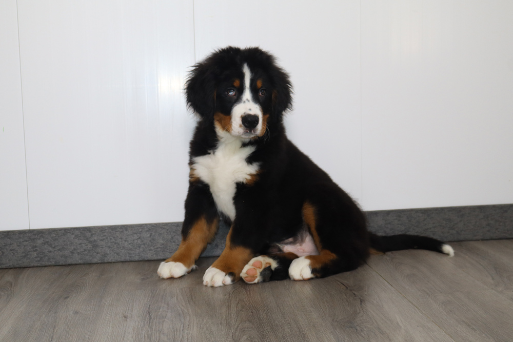 Young Bernese Mountain Dog puppy sitting on a wood floor indoors against a white wall.