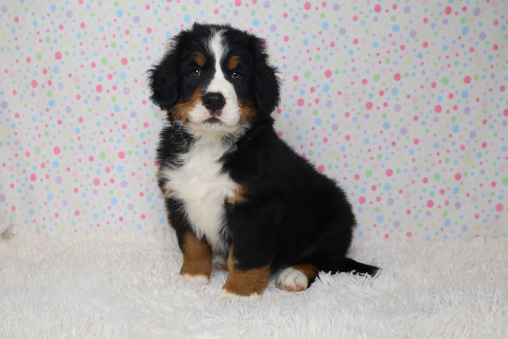 Bernese mountain dog puppy sitting on a white fluffy rug with a pastel polka-dot backdrop.