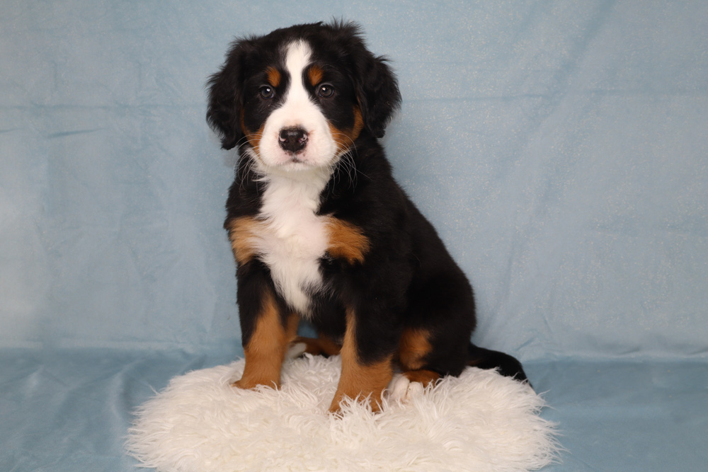 Bernese mountain dog puppy with black, white, and rust markings sitting on a white fluffy rug against a light blue backdrop, looking at the camera.