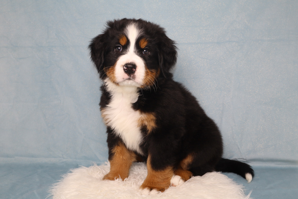 Adorable tri-colored Bernedoodle puppy sitting on a white fluffy rug against a light blue backdrop, looking at the camera.