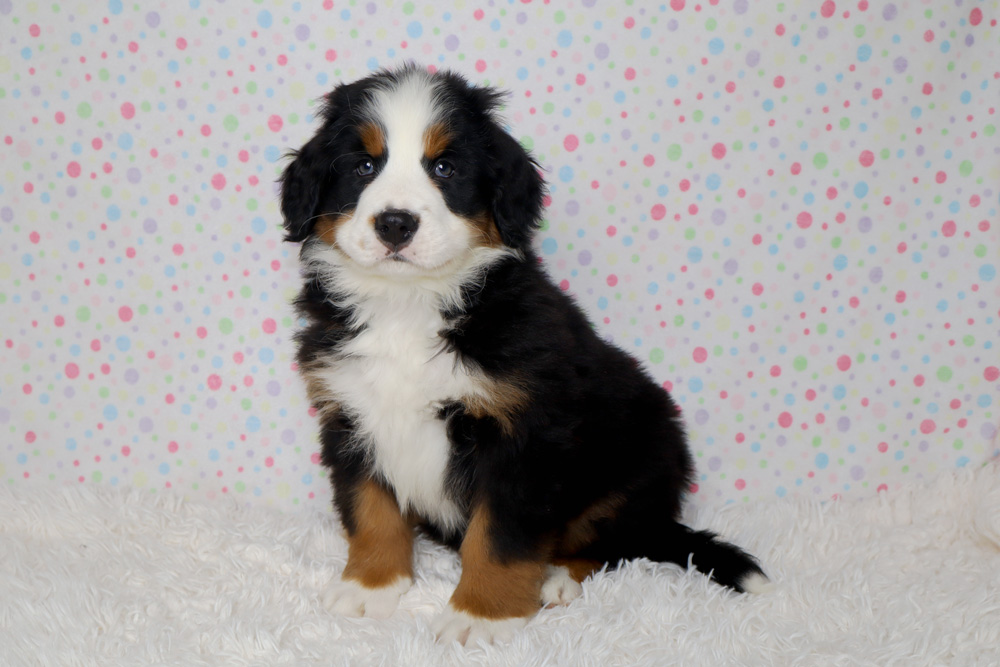 Bernedoodle puppy with black, white, and brown fur sitting on a white fluffy rug in front of a pastel polka-dot background