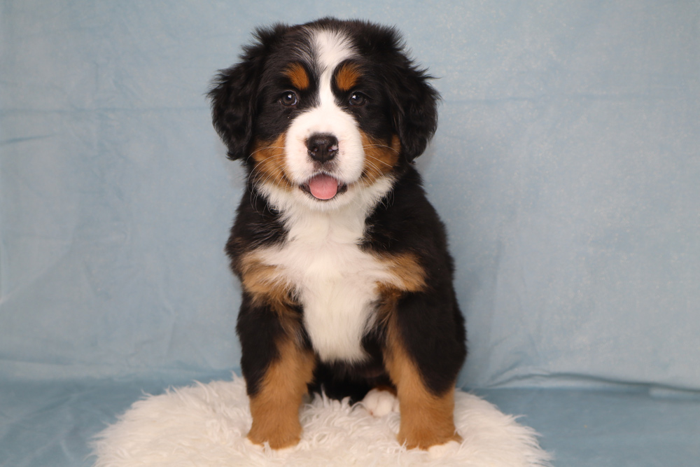 Young Bernese Mountain Dog puppy sits on a white fluffy rug against a light blue backdrop, tongue out.