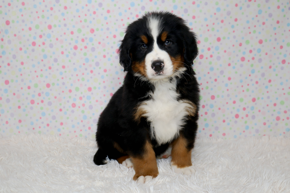 Bernese mountain dog puppy sitting on a white fluffy rug with a pastel polka dot backdrop.