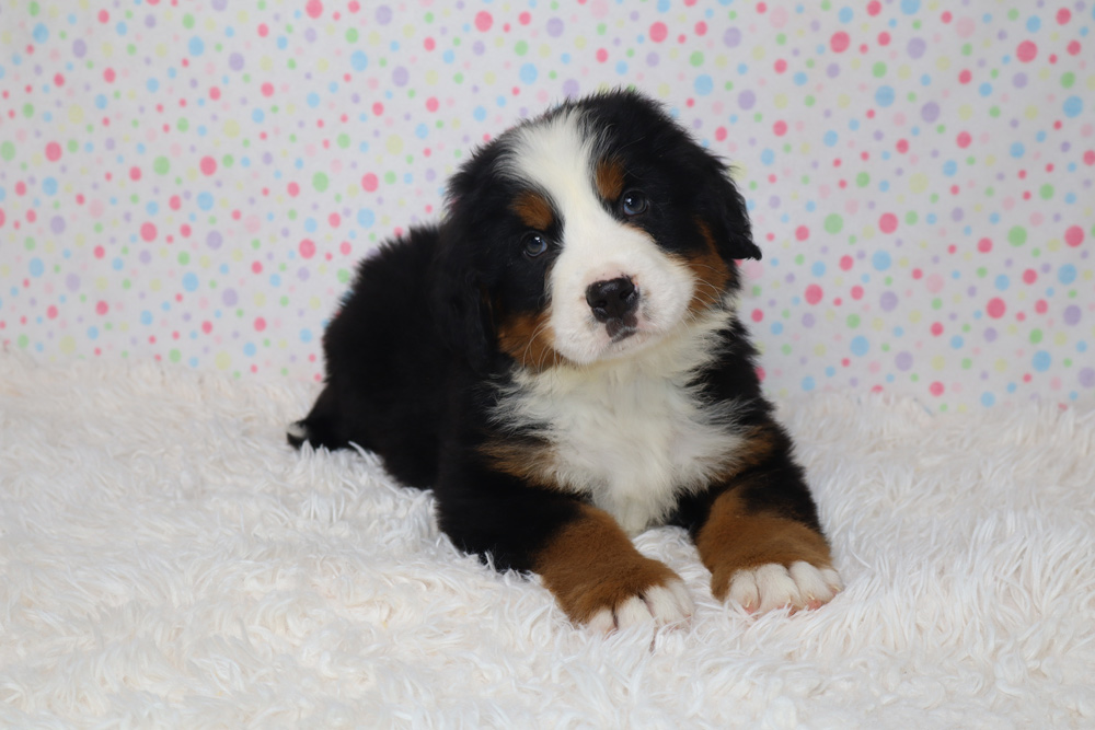 Bernese Mountain Dog puppy lying on a white fluffy rug with a pastel polka-dot backdrop.