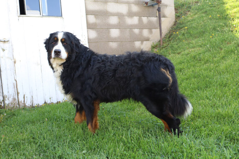 Bernese Mountain Dog standing on green grass beside a white door and beige block wall.