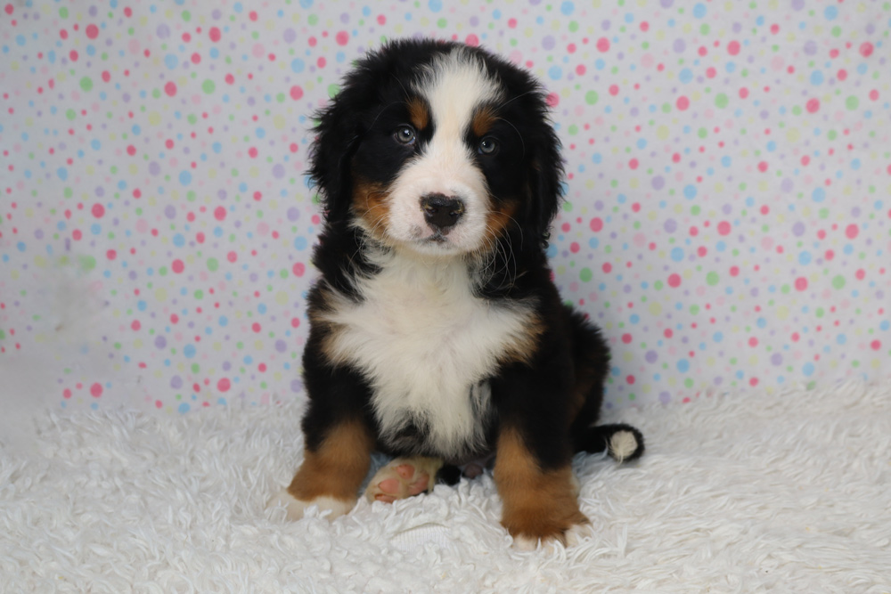 Bernese Mountain Dog puppy with black, white, and tan coat sitting on a white shag rug against a pastel polka-dot backdrop.
