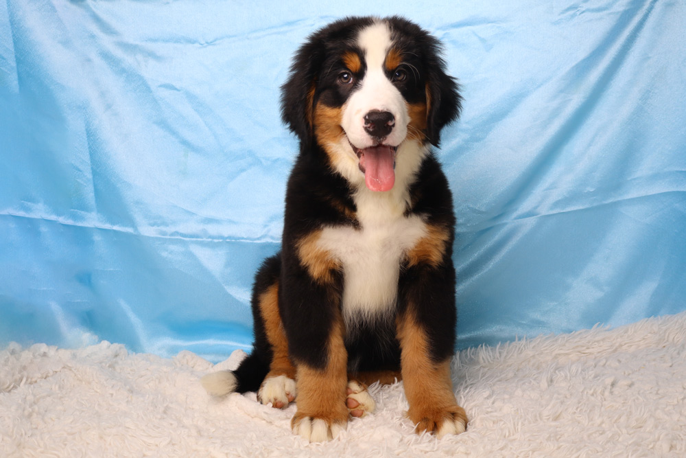 Adorable Bernese Mountain Dog puppy sits on a white fluffy rug with a light blue backdrop, tongue out in a happy pose.