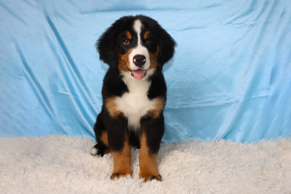 Bernese Mountain Dog puppy sitting on a fluffy white rug with a light blue backdrop.