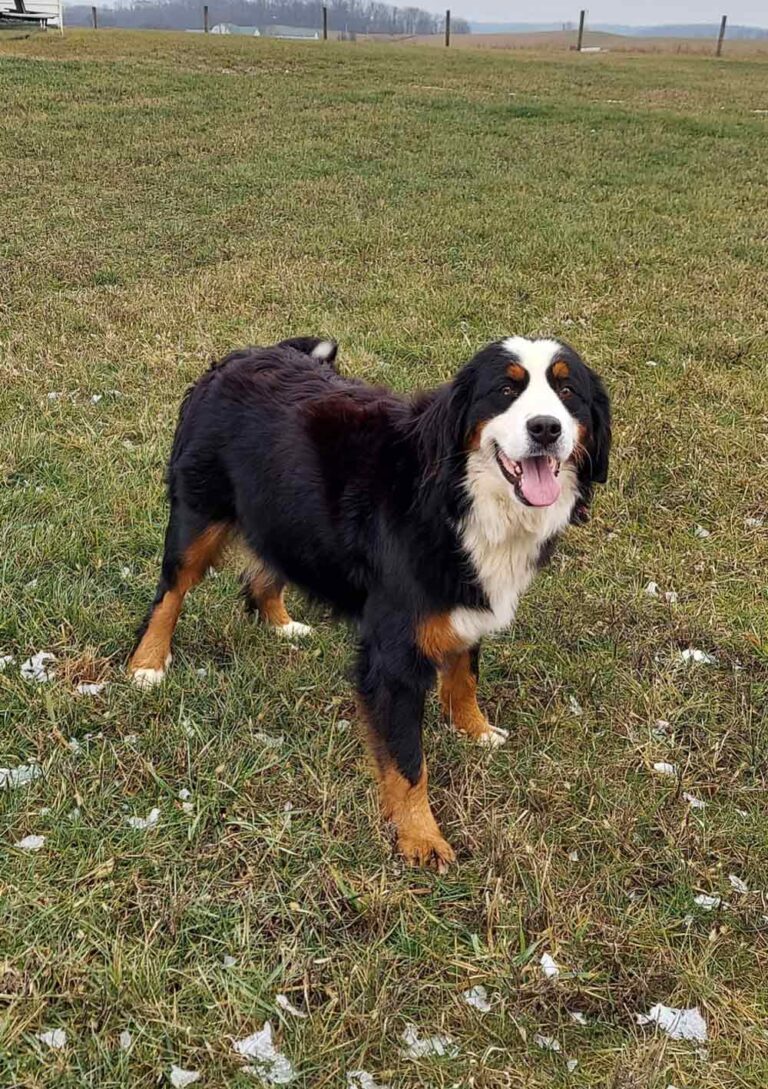 Happy Bernedoodle standing in a grassy field with fences visible in the distance.