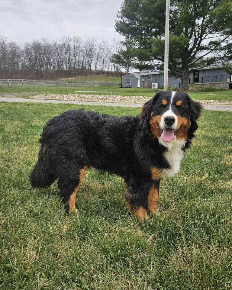 Bernese Mountain Dog standing on grass in a yard, tongue out, with trees and a building in the background.