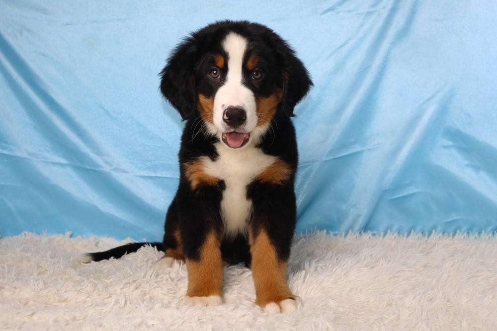 Bernese Mountain Dog puppy sitting on a white shag rug with a blue backdrop, looking at the camera with tongue out.