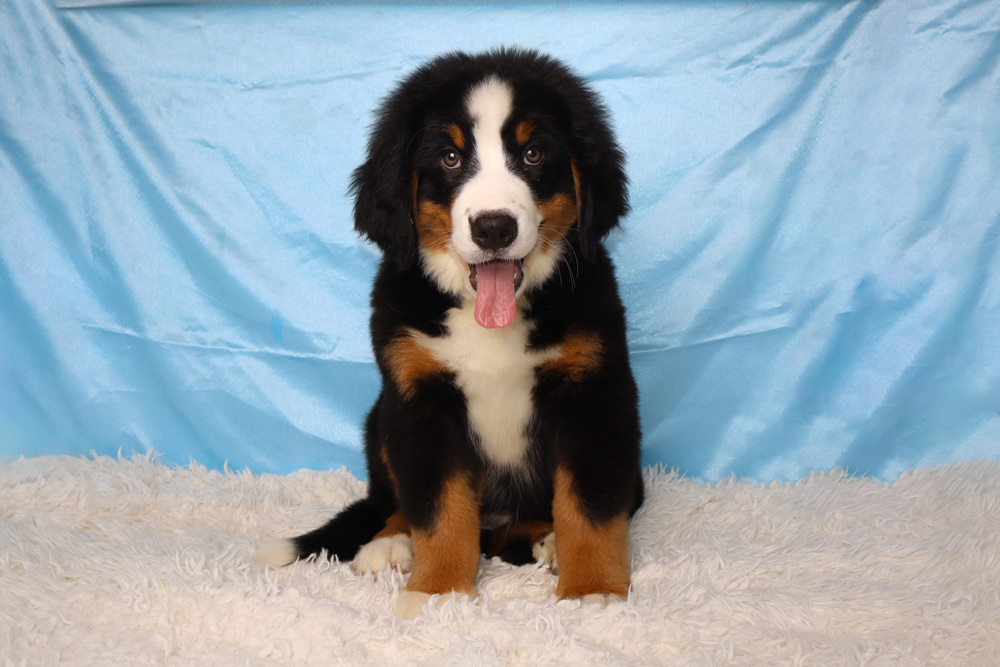 Young Bernese Mountain Dog puppy sitting on a white fluffy rug with a light blue backdrop, tongue out in a friendly pose.