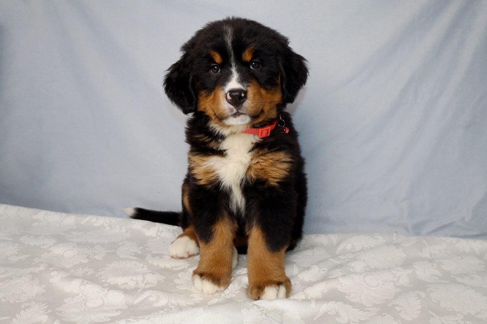Cute Bernese Mountain Dog puppy with black, brown, and white fur wearing a red collar sits on a lace-patterned white blanket against a light blue backdrop.