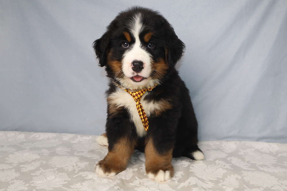 Adorable Bernese Mountain Dog puppy with black, white and tan fur sits on a patterned table, wearing a yellow ribbon collar.