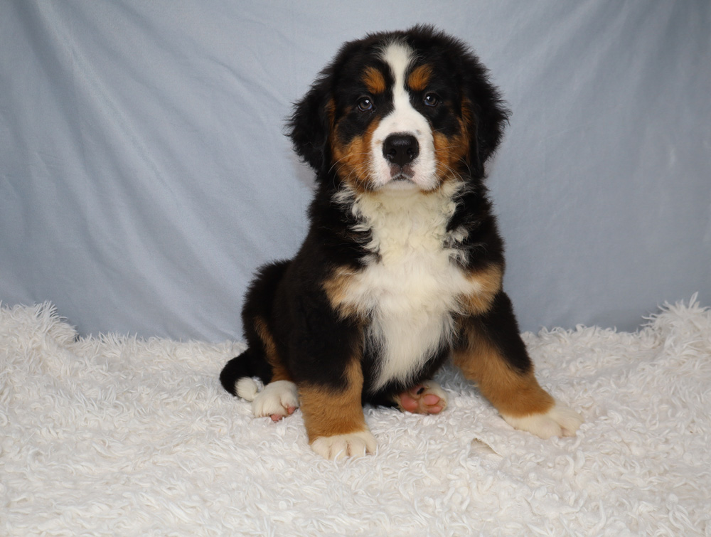 Bernese Mountain Dog puppy sitting on a fluffy white rug, facing the camera with a pale blue backdrop behind.
