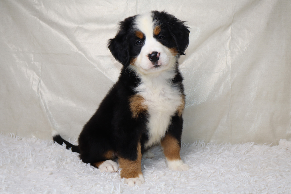 Cute tri-colored puppy (black, white, brown) sitting on a white fluffy rug and looking at the camera.