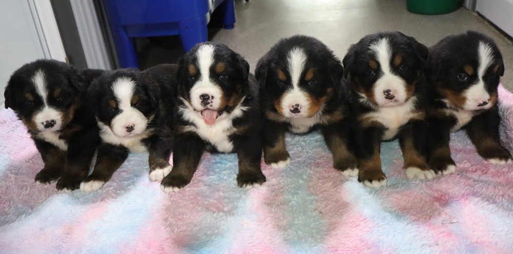 Five Bernese Mountain Dog puppies lined up on a pastel blanket. (informative)
