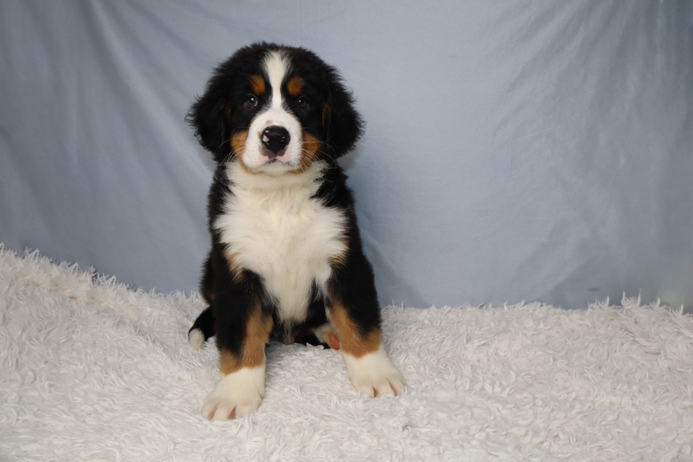 Adorable black, white, and tan puppy sitting on a fluffy white rug with a light blue backdrop, looking at the camera.
