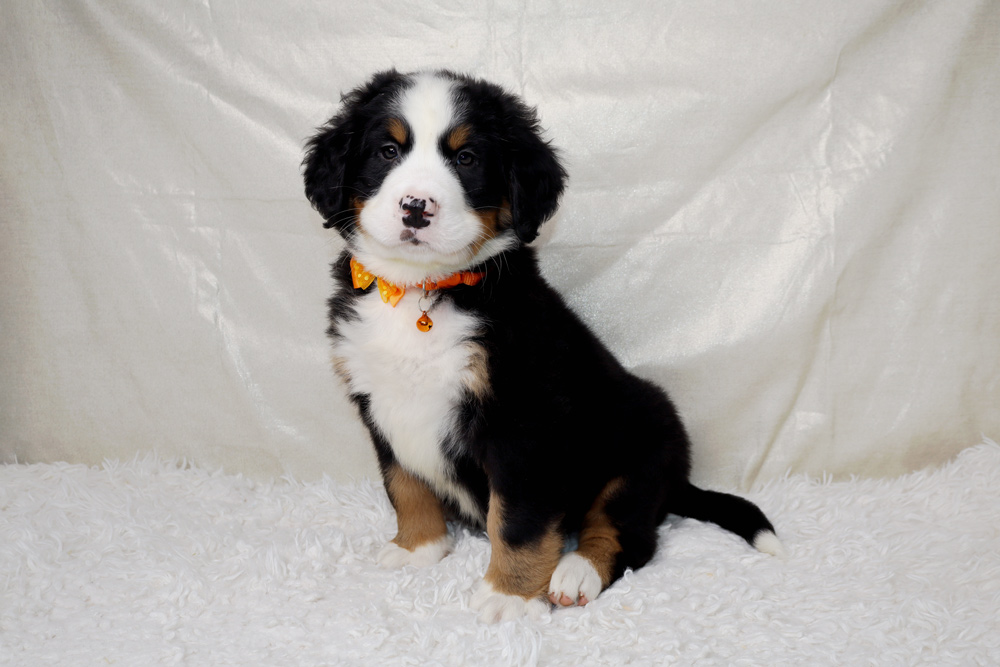 Cute Bernese Mountain Dog puppy sitting on a white fluffy rug wearing an orange collar and looking at the camera.