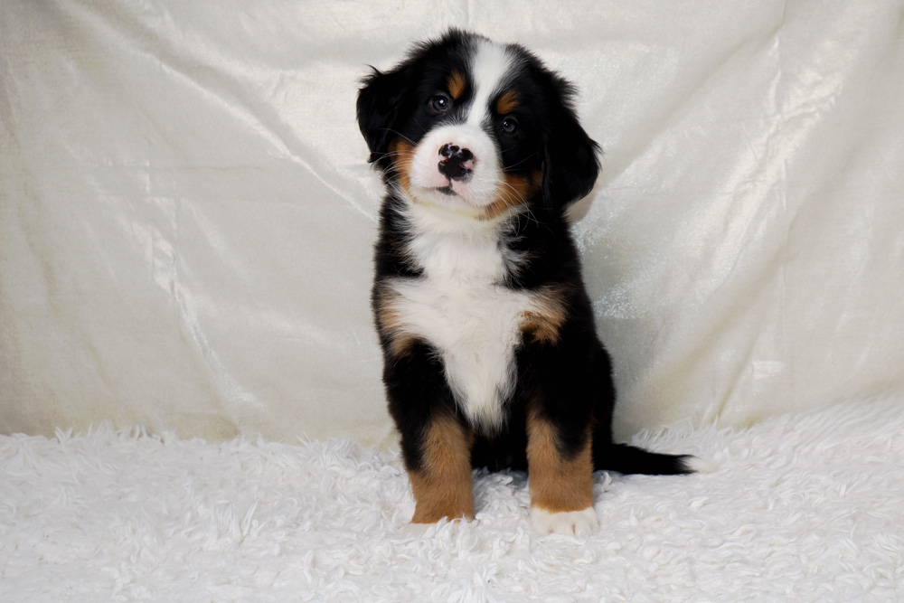 Young tri-color puppy (black, white, brown) sitting on a white fluffy rug and looking at the camera.