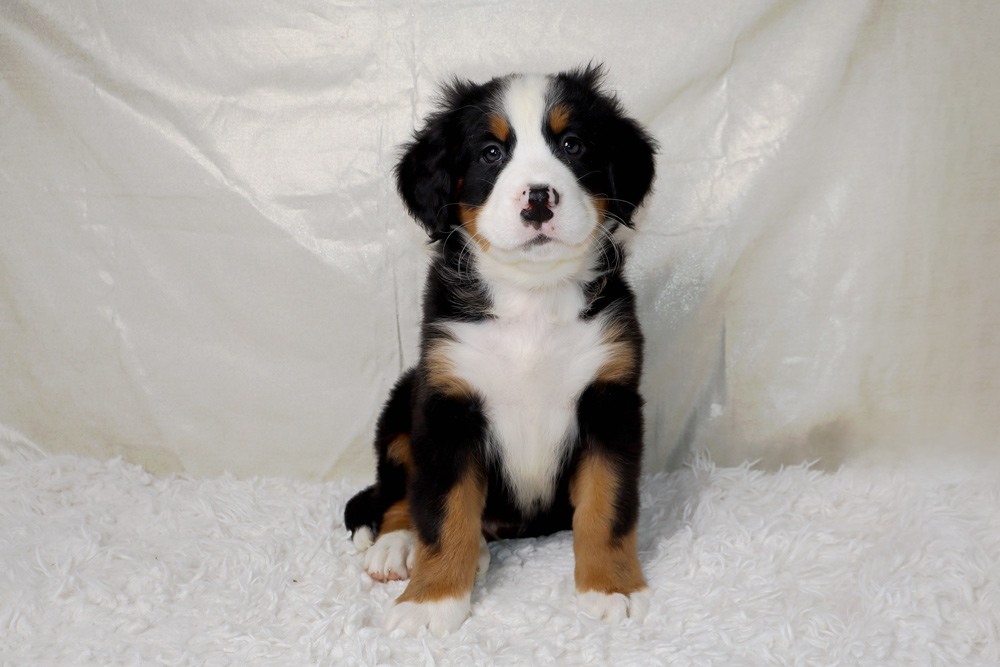 Adorable Bernese Mountain Dog puppy sitting on a white fluffy rug against a pale backdrop.