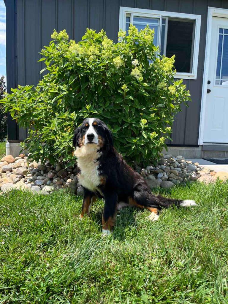 Bernese mountain dog sitting on grass in front of a flowering shrub by a gray house.