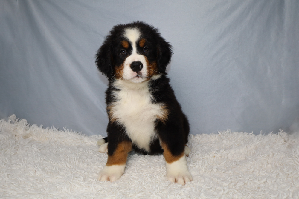 Bernese Mountain Dog puppy sitting on a white fluffy rug with a light blue backdrop.