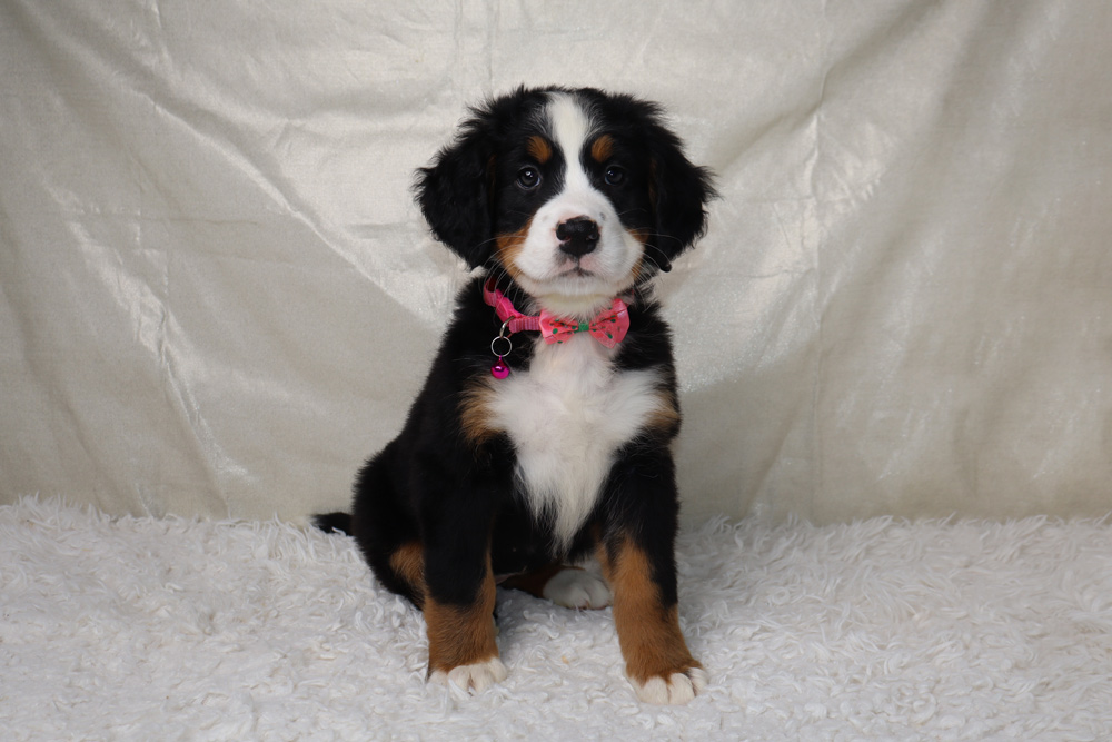 Bernedoodle puppy with a pink bow tie sitting on a white fluffy rug, looking at the camera in a studio setting when photographed.