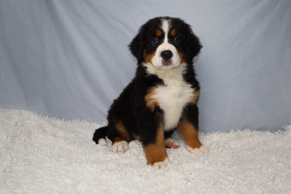 Bernese Mountain Dog puppy sitting on a white fluffy rug with a light blue backdrop.